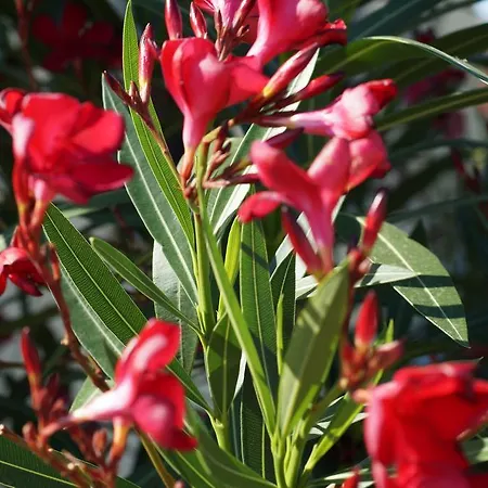 Konukevi Gaestehaus Wagner 3*